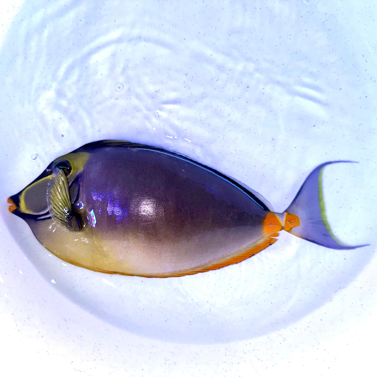 Naso tang male 9-10” with 2” streamers (Naso lituratus)
