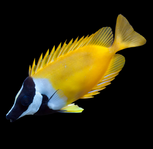 Yellow Foxface 3-4”(Siganus vulpinus)