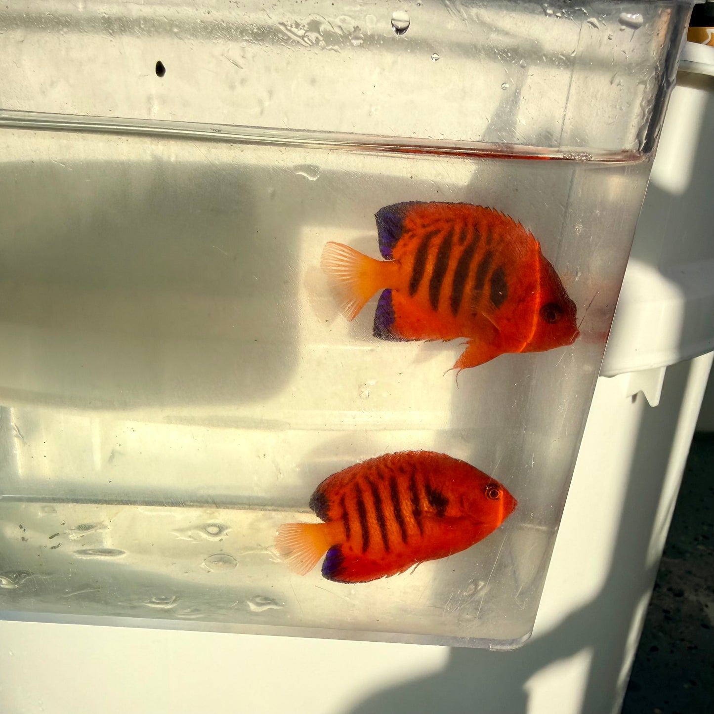 Christmas Island Flame Angel male/female pair (Centropyge loricula)