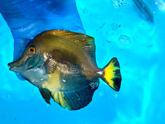 Koi Scopas Tang 4-4.5” (Zebrasoma scopas)