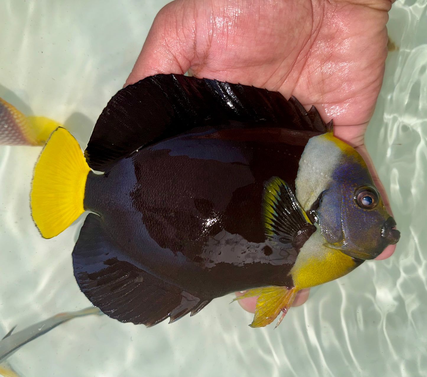 False Personifer Angelfish Male 7-7.5”
(Chaetodontoplus meredithi)