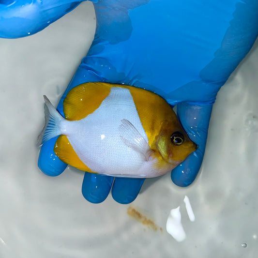 Yellow Pyramid Butterflyfish 3-4” 
(Hemitaurichthys polylepis)