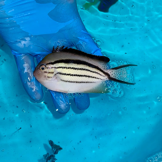 Lamarck's Angelfish 3.5-4”
(Genicanthus lamarck)