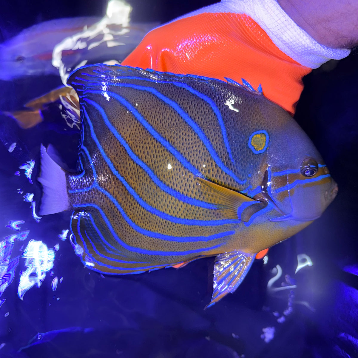 Annularis Angel 7-8" (Pomacanthus annularis)