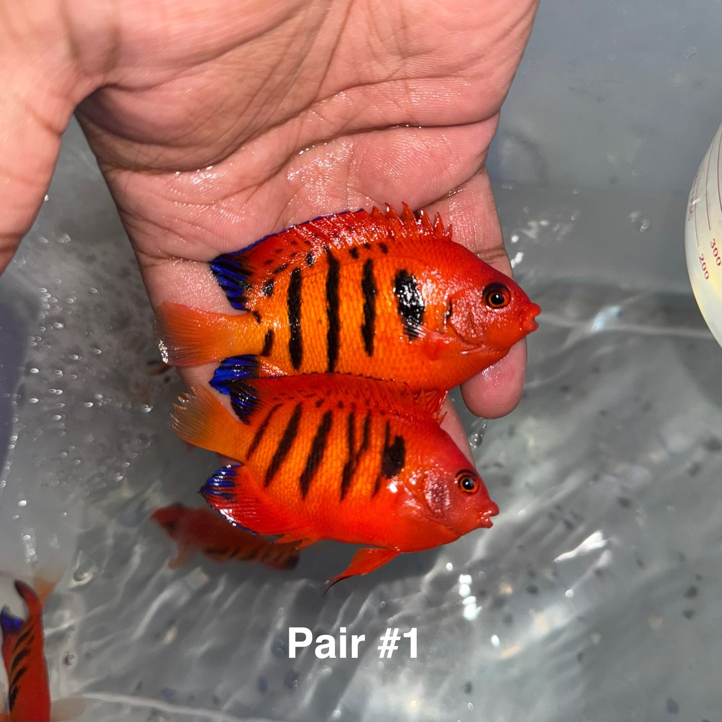 Christmas Island Flame Angel pair: (Centropyge loricula)