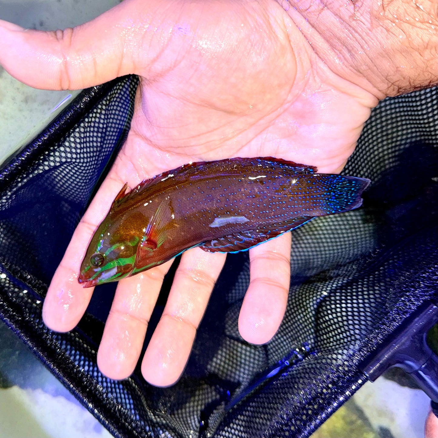 African Clown Wrasse Adult 4-5" (Coris gaimard)