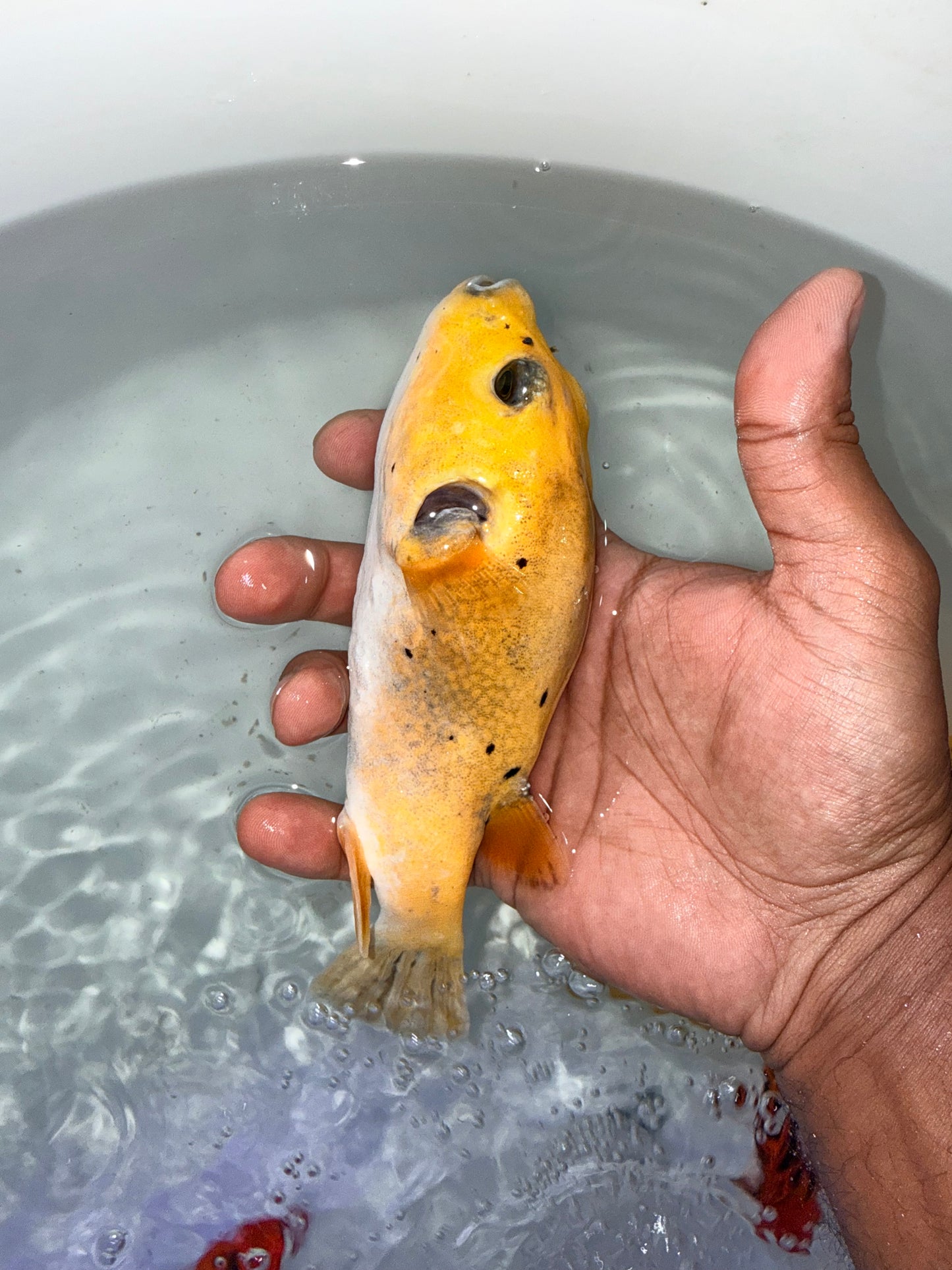 Golden Puffer 6.5” Christmas Island (Arothron meleagris)