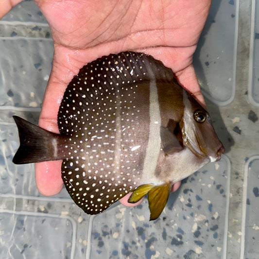 Mustard tang 4-5” (Acanthurus guttatus)
