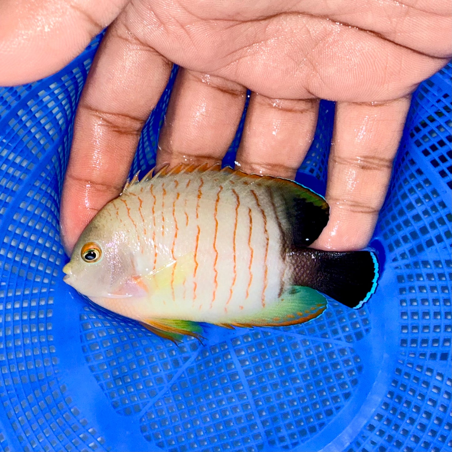 Eibli Angel 3.5-4” (Centropyge eibli)