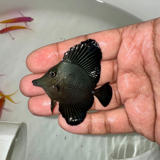 Black Tang Hybrid 1.5-2”
(Zebrasoma rostratum x Zebrasoma scopas)