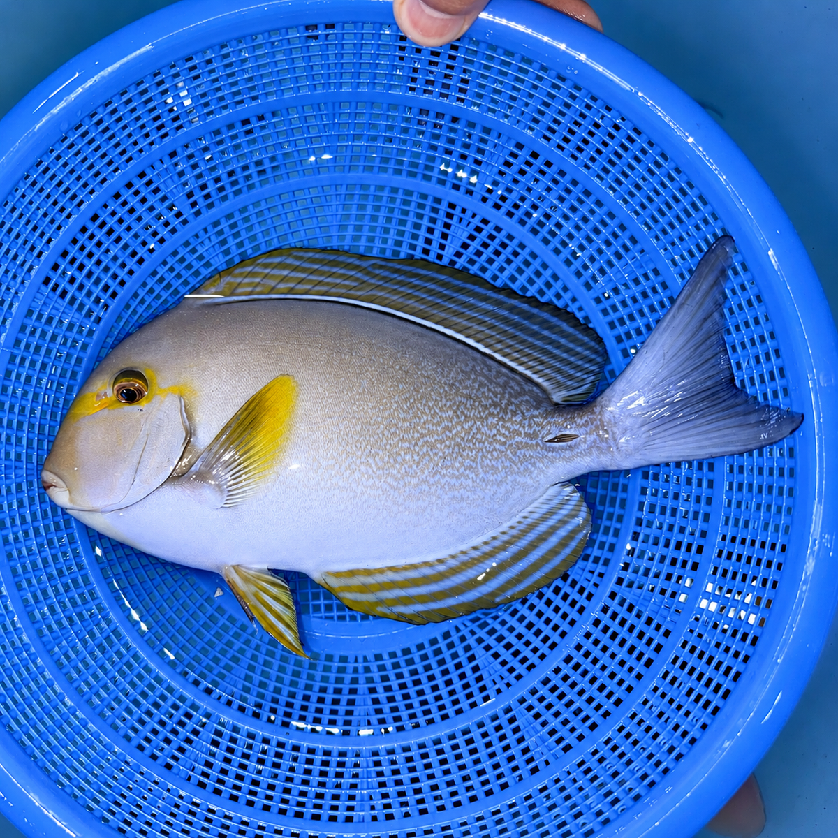 Yellowfin tang 9” (Acanthurus xanthopterus)