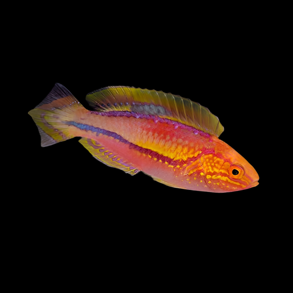 Pintail Fairy Wrasse Male 3”
(Cirrhilabrus isosceles)