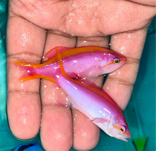 Purple Queen Anthias Female 2.5” 
(Mirolabrichthys tuka)