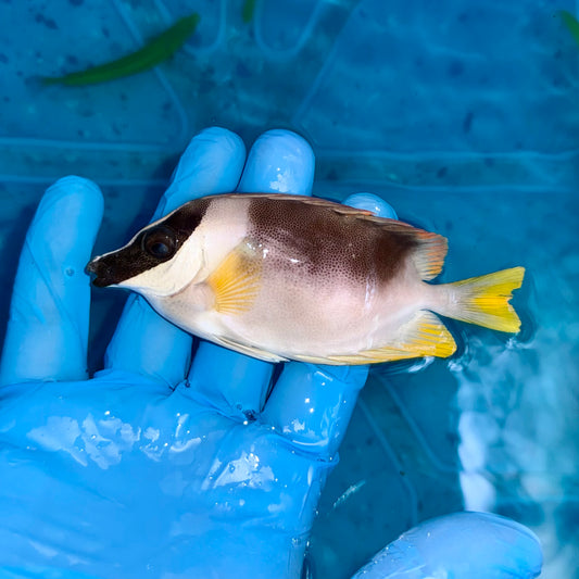 Magnificent Foxface 4” (Siganus magnificus)