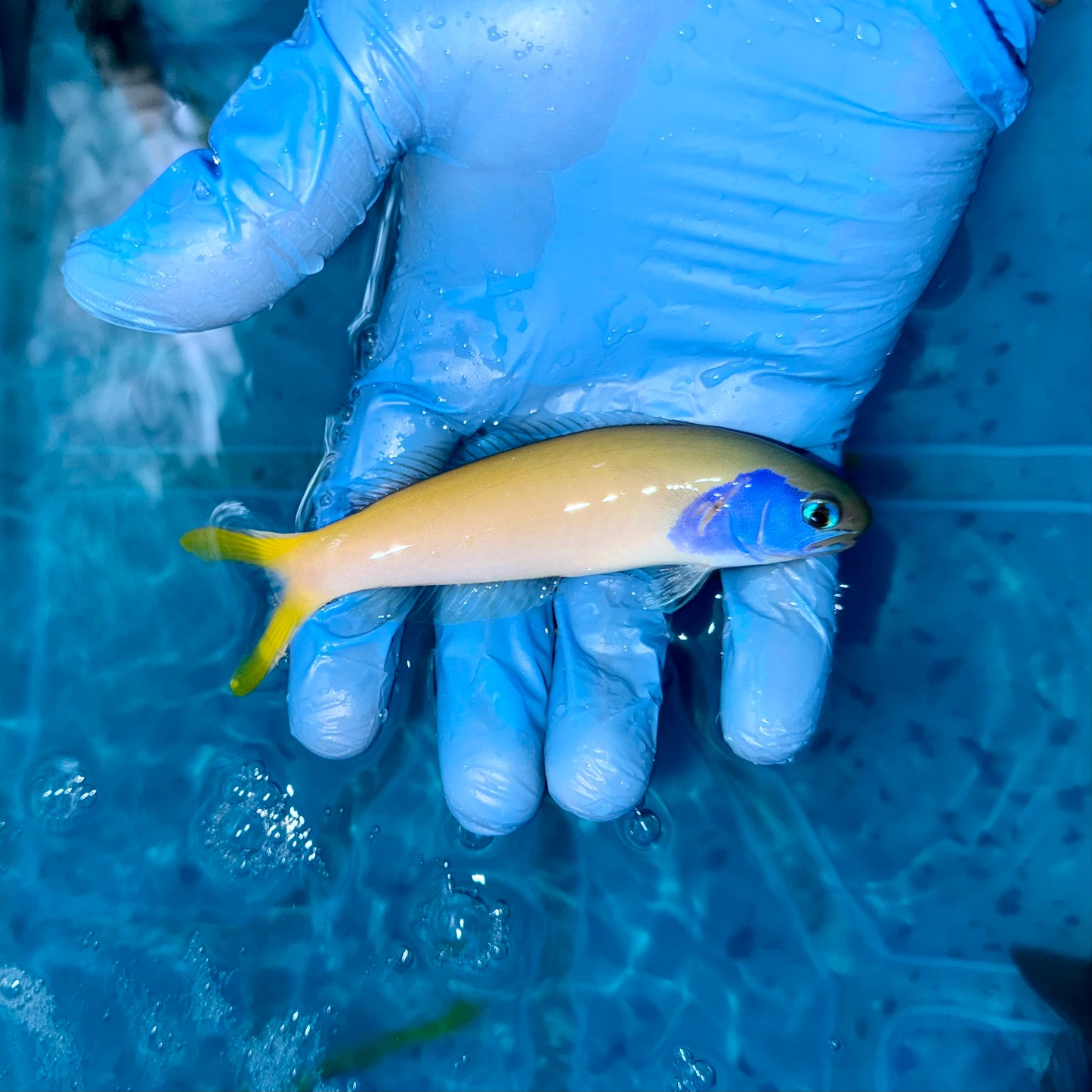 Blue Jaw Tilefish 4.5-5”
(Hoplolatilus starcki)