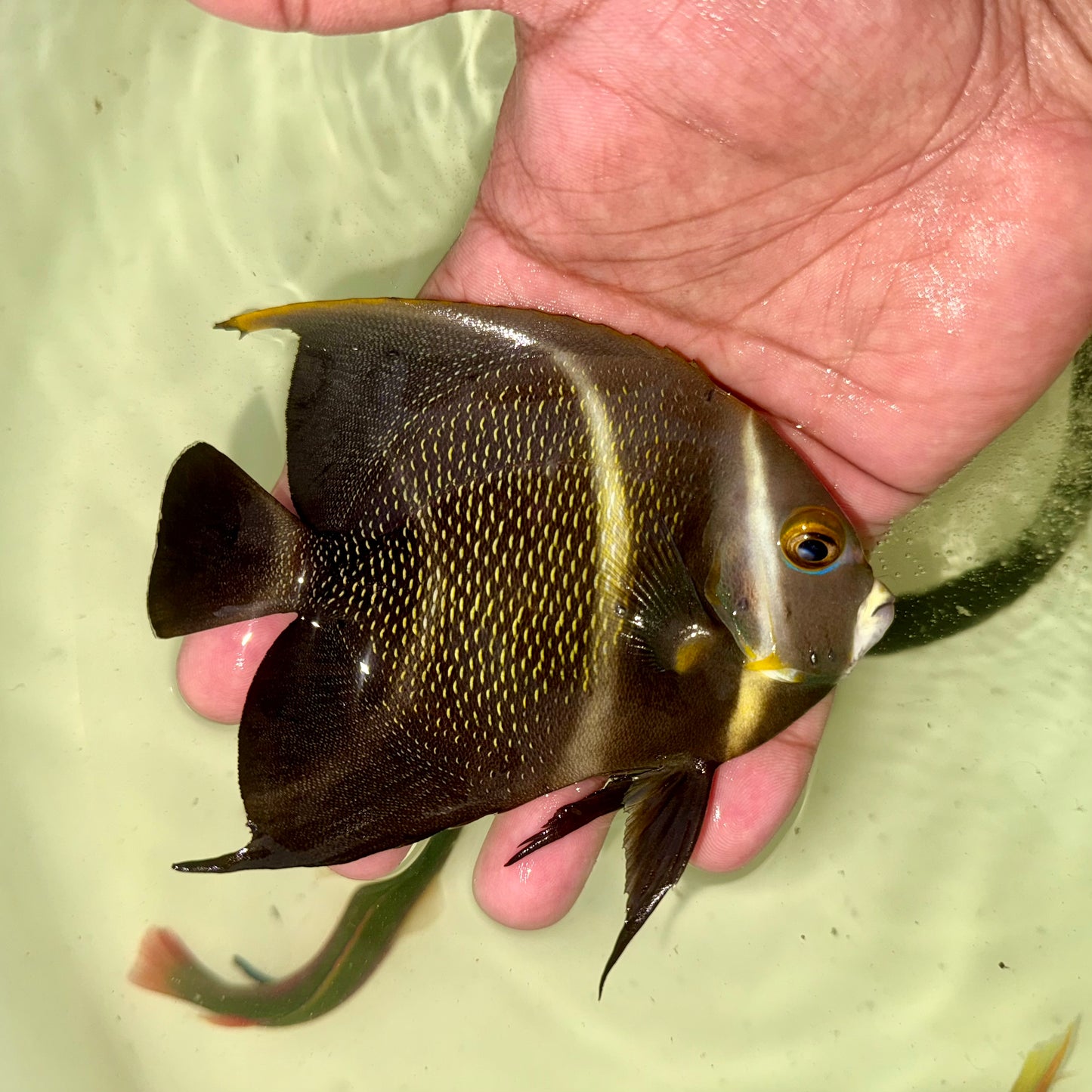 French Angel 4.5-5” (Pomacanthus paru)