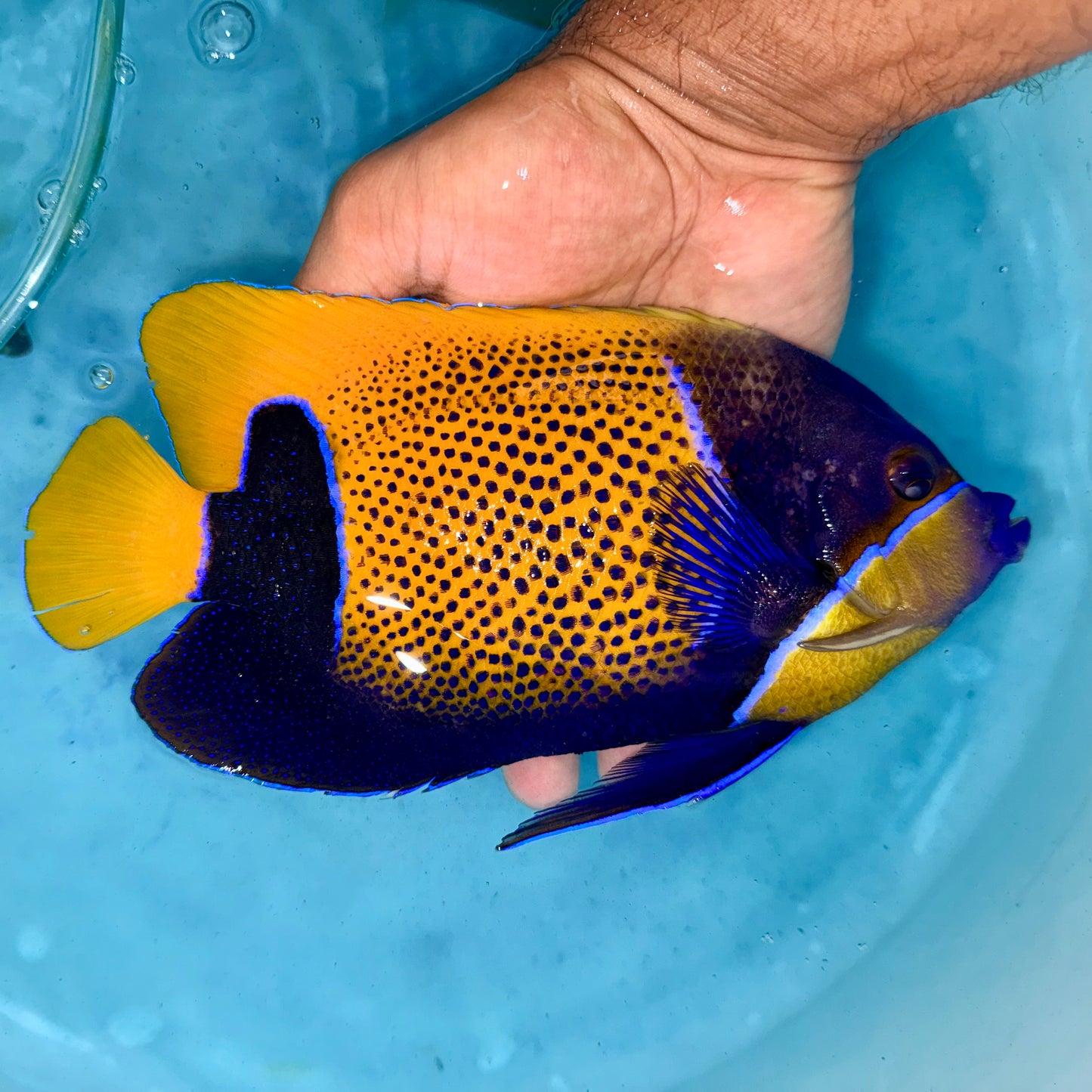 Majestic Angelfish 8-9” (Pomacanthus navarchus)