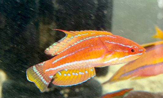 McCosker's Flasher Wrasse Male 2-2.25”
(Paracheilinus mccoskeri)