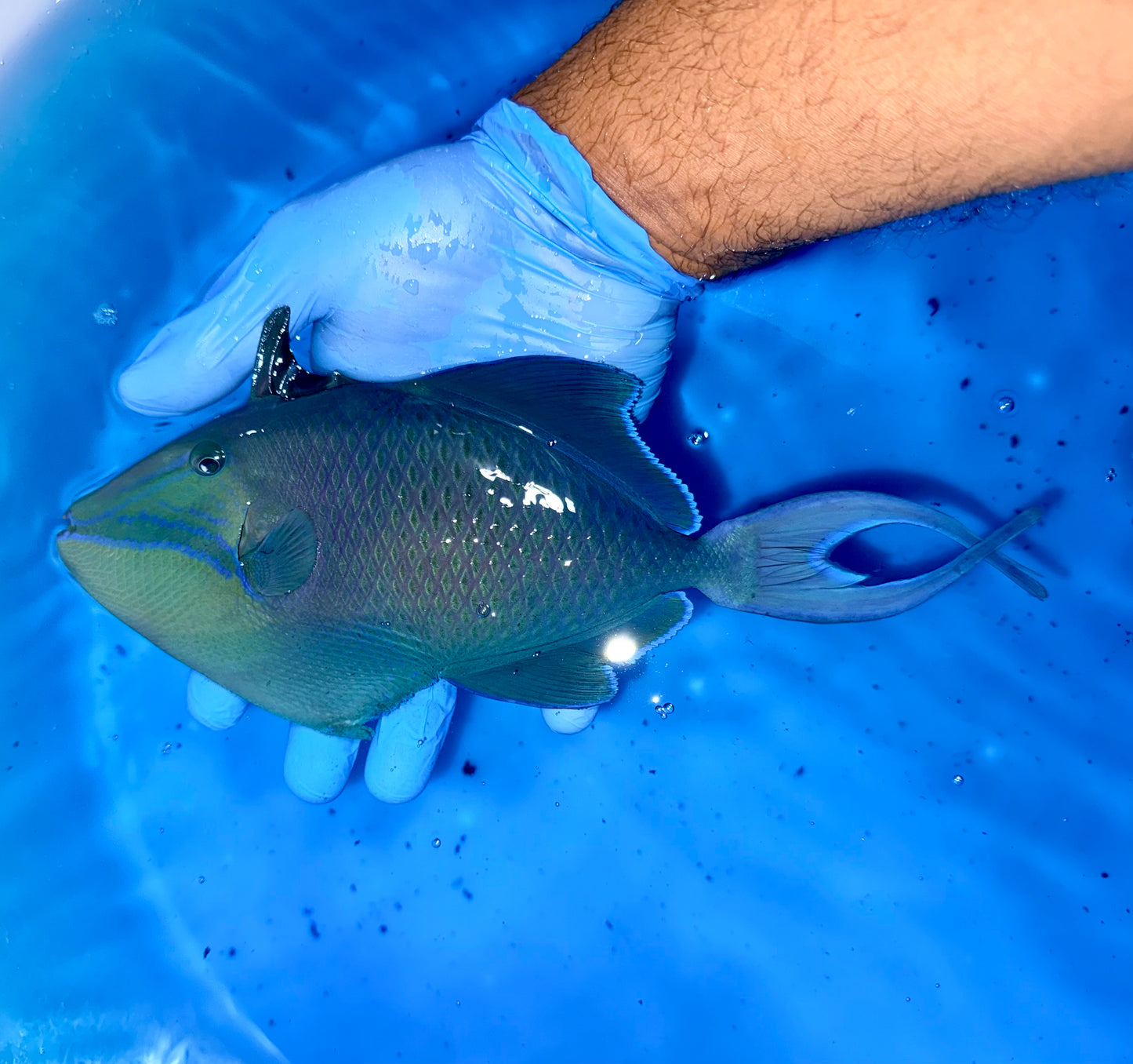 Niger trigger 9” (Odonus niger)