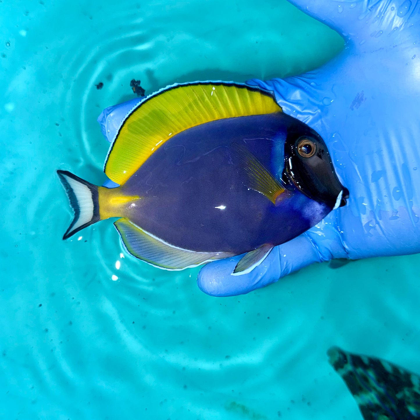 Powder blue tang ~4.5” (Acanthurus leucosternon)