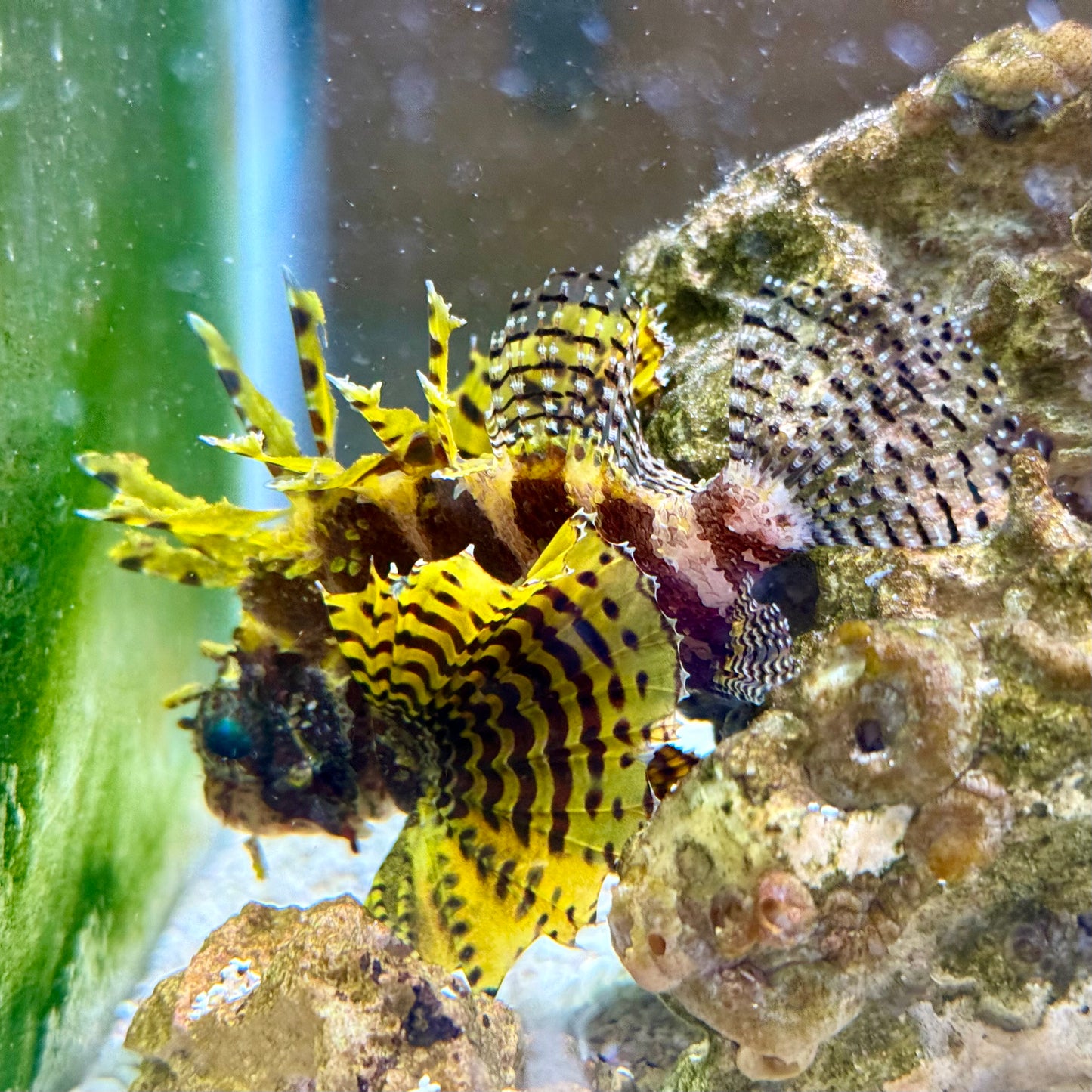 Yellow Fuzzy Dwarf Lionfish 3-3.5” (Dendrochirus brachypterus)