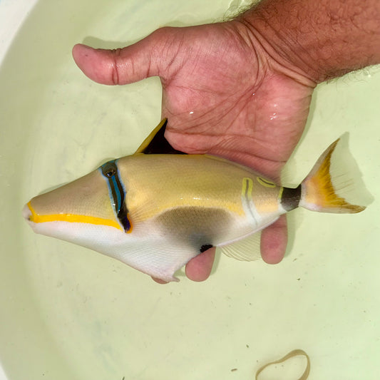 Lunula Trigger 9-10” (Rhinecanthus lunula)