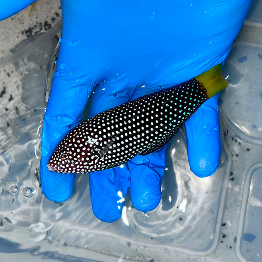 Yellow tail tamarin wrasse 3” (Anampses meleagrides)