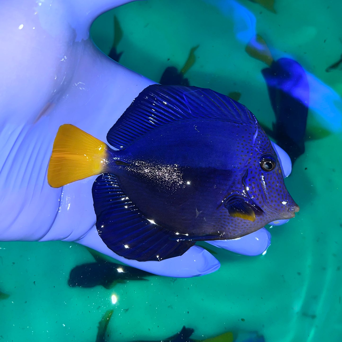 Purple tang 2.75-3.5” (Zebrasoma xanthurum)