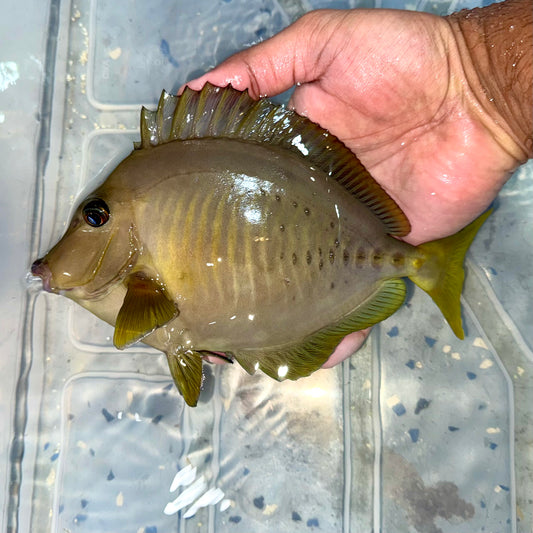 Sawtail tang 8-9” Indonesia (Prionurus chrysurus)