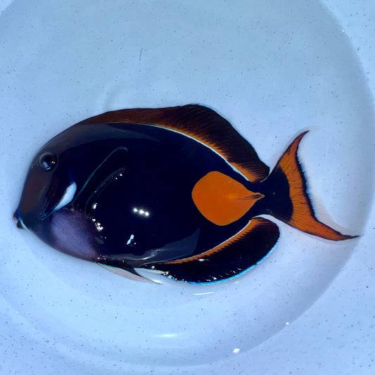 Achilles tang 6-7” (Acanthurus achilles)