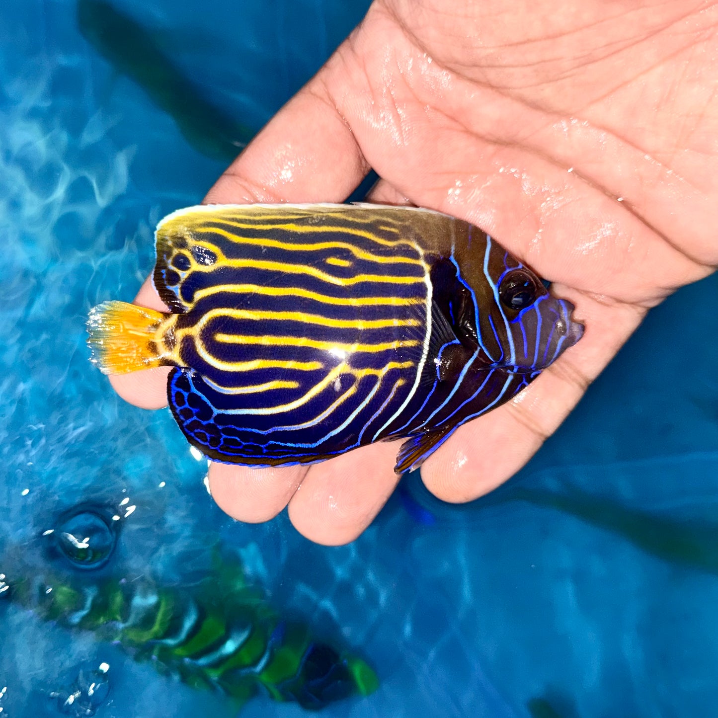 Emperor Angelfish Subadult 3.5" (Pomacanthus imperator)