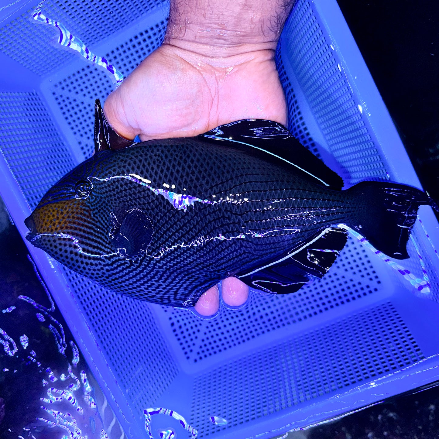 Black Durgon Triggerfish 9-10” (Melichthys Niger)