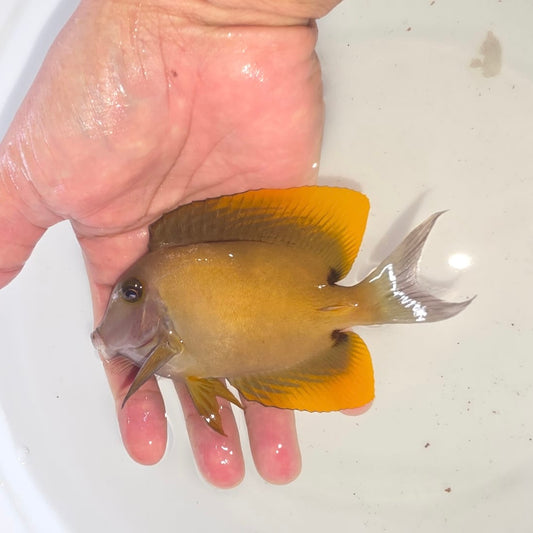 Tomini tang 3.5-4” (Ctenochaetus tominiensis)
