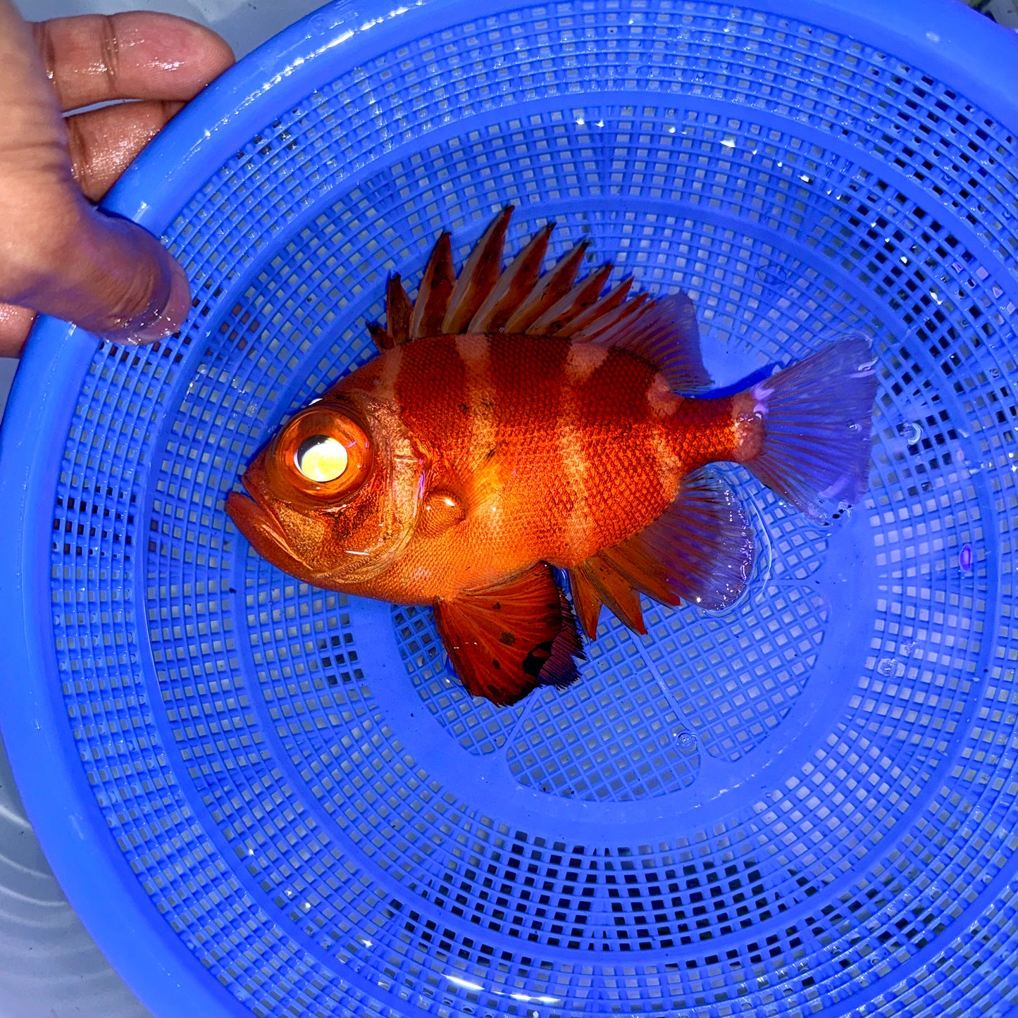 Popeye Catalufa fish 5-6" (Pristigenys serrula)