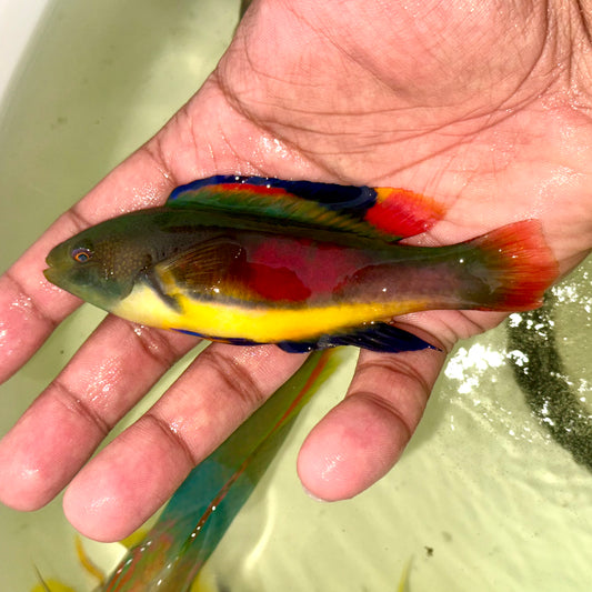 Tonga Scott’s fairy wrasse Male 4-4.5” (Cirrhilabrus scottorum)