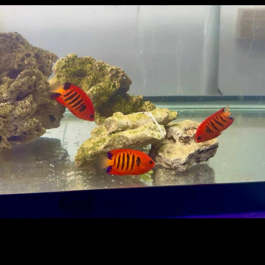 Christmas Island Flame Angel Trio (Centropyge loricula)