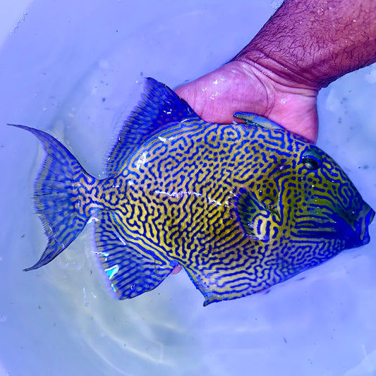 Bluelined Triggerfish 11-12” (Pseudobalistes fuscus)