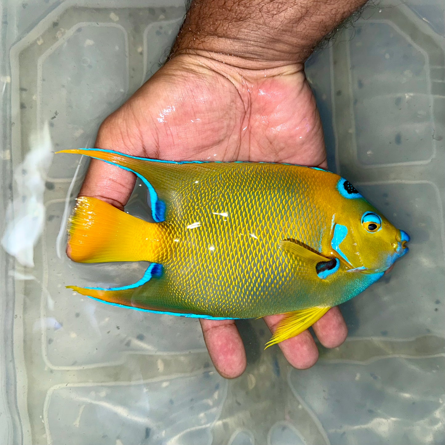 Queen angel 6.5-7” Caribbean (Holacanthus ciliaris)