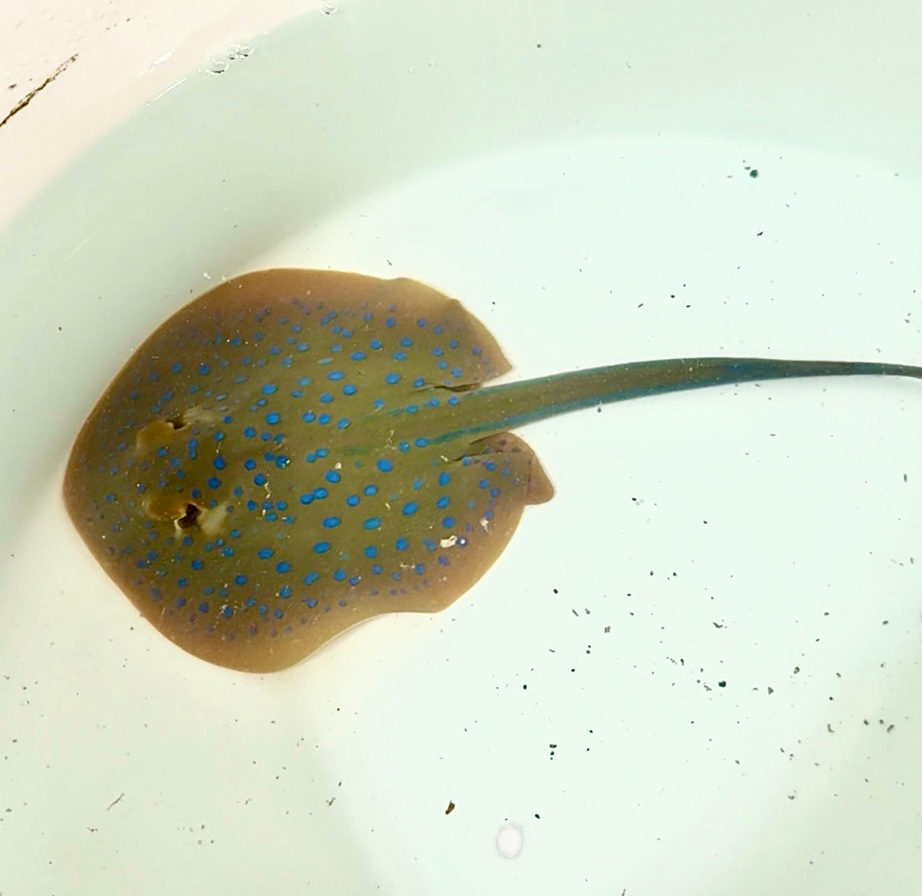 Blue Dot Stingray 7” diameter
(Taeniura lymma)