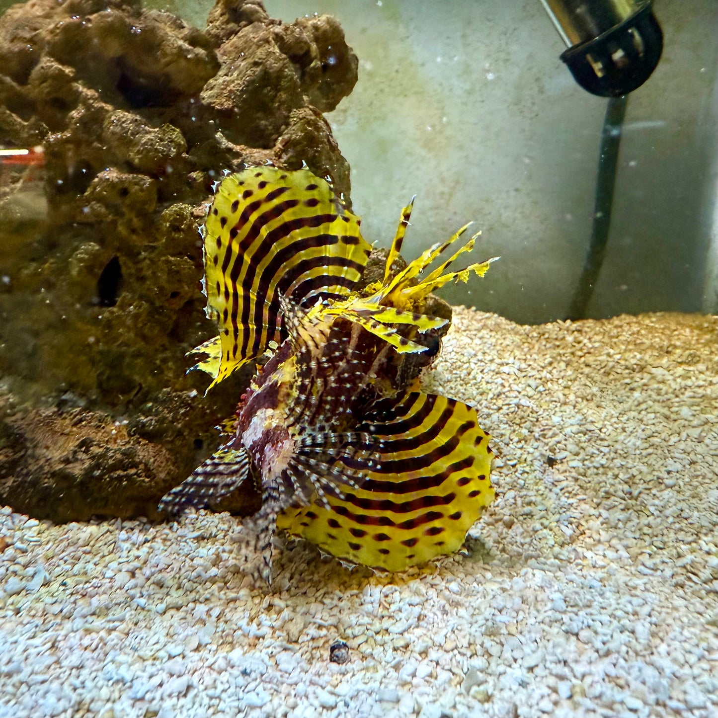 Yellow Fuzzy Dwarf Lionfish 3-3.5” (Dendrochirus brachypterus)