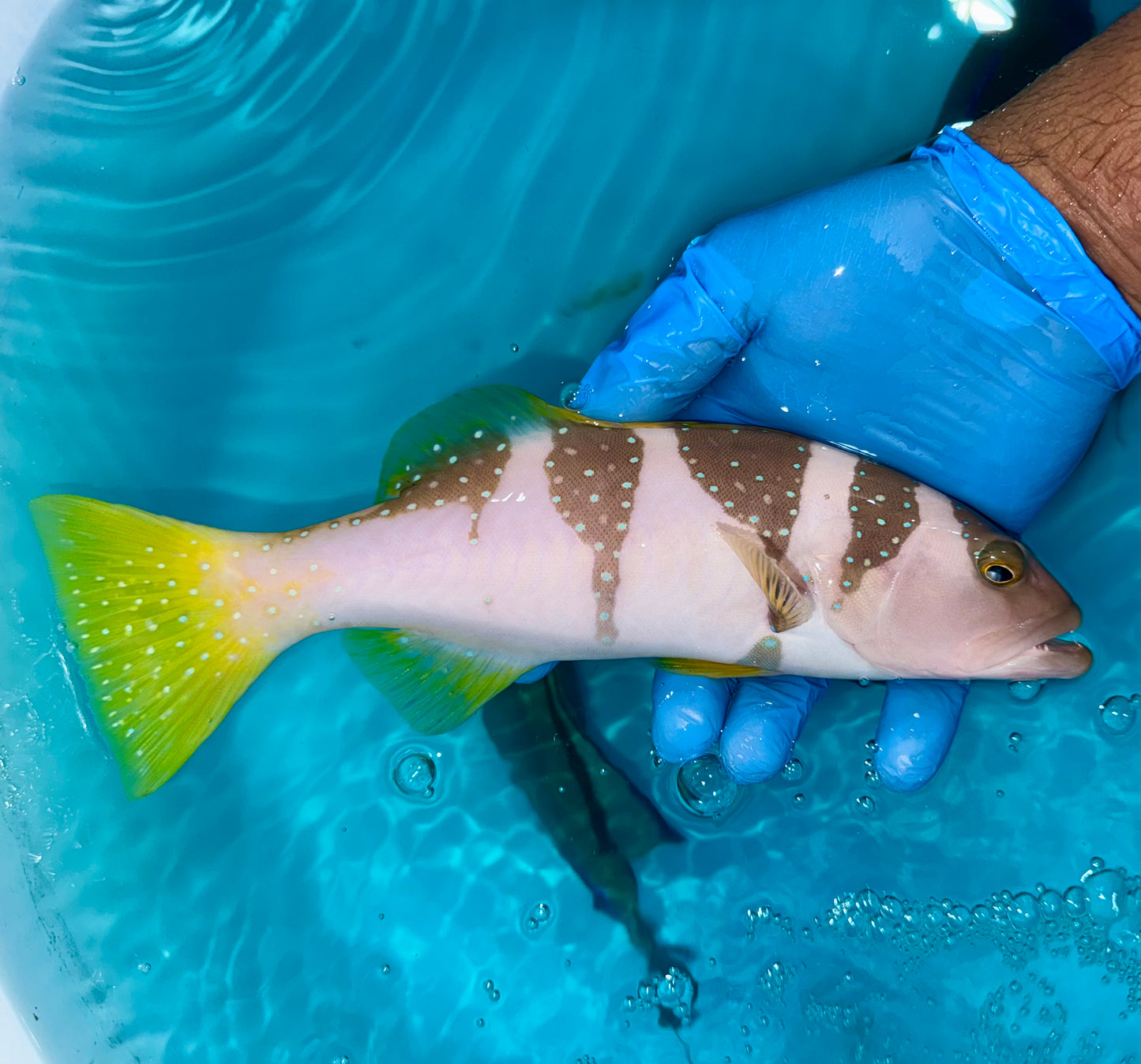 Saddle grouper 10.5-11.5” (Plectropomus Laevis)