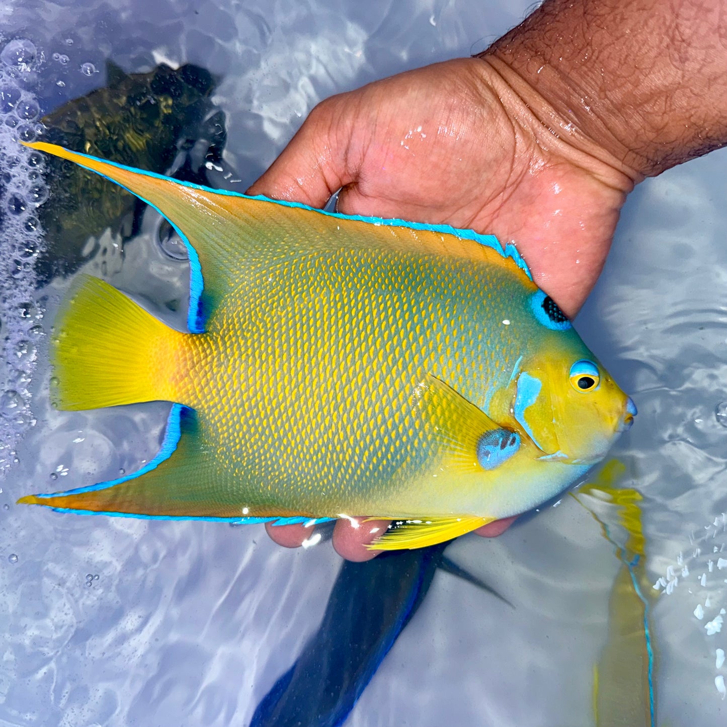 Queen angel 7.5-8” (Holacanthus ciliaris)