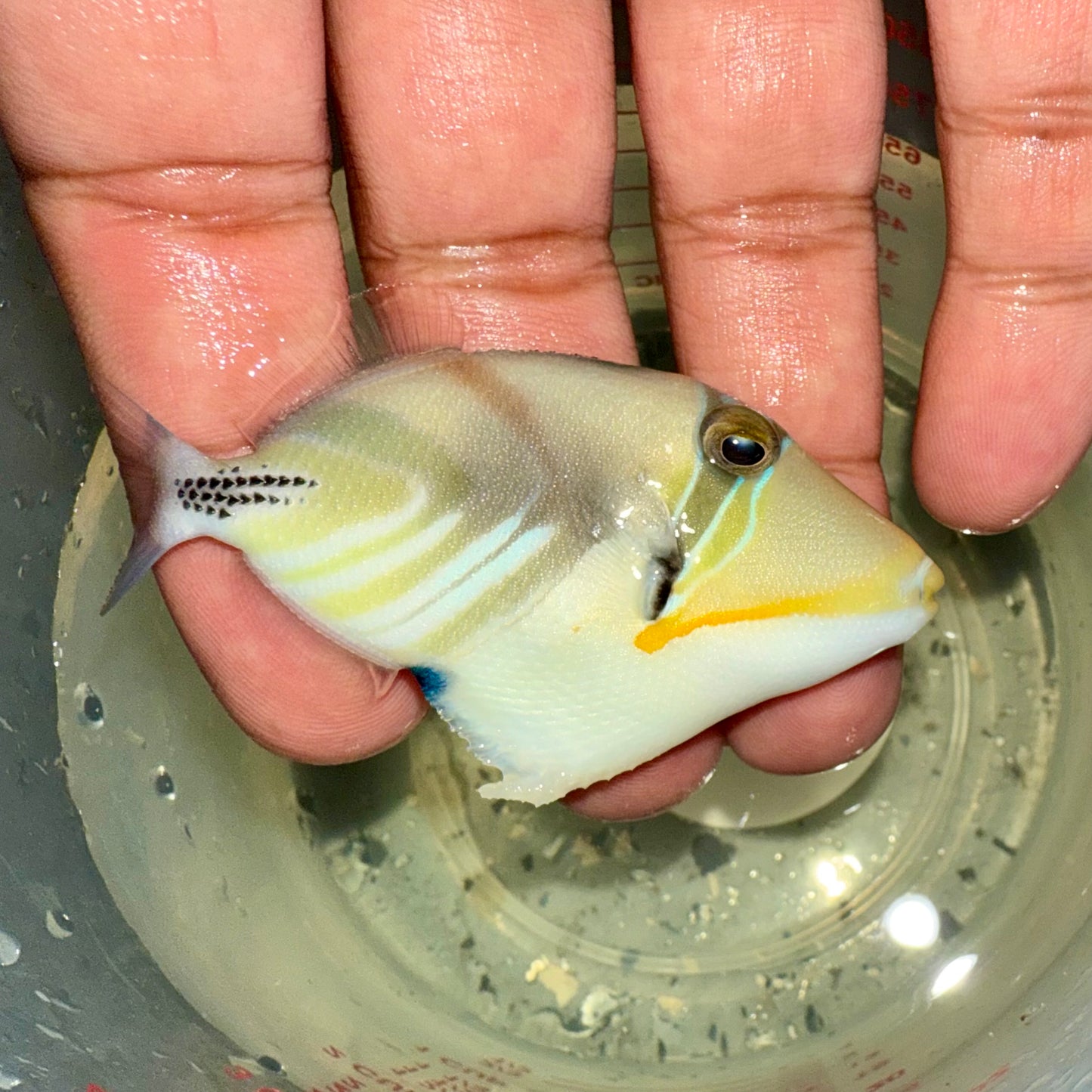 Picasso triggerfish 2” (Rhinecanthus aculeatus)