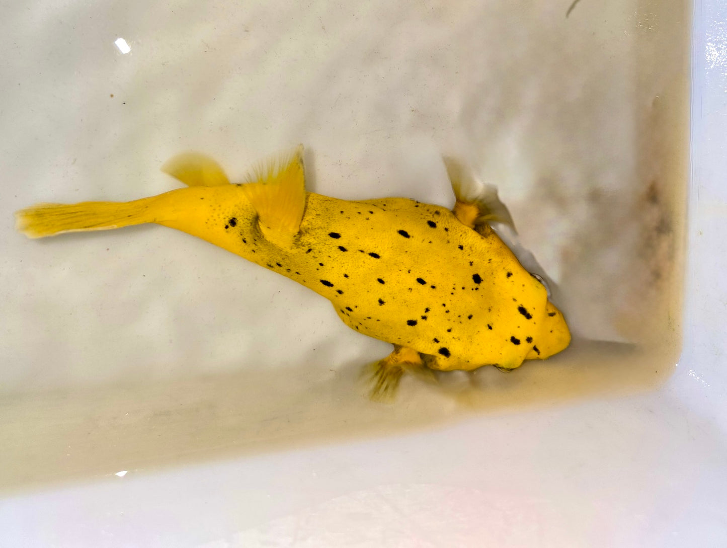 Golden Puffer 7-8” Christmas Island (Arothron meleagris)