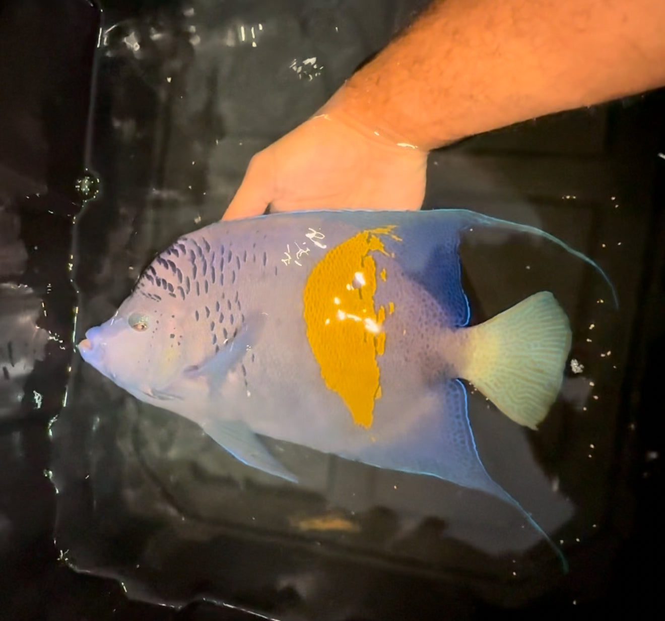 Maculosus angel 13-14” - Red Sea (Pomacanthus maculosus)