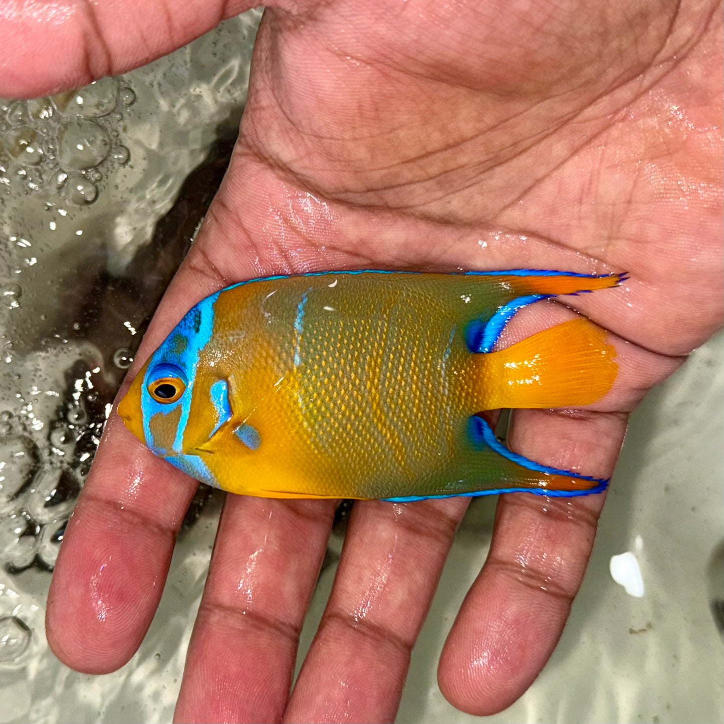 Queen angel 3" (Holacanthus ciliaris)