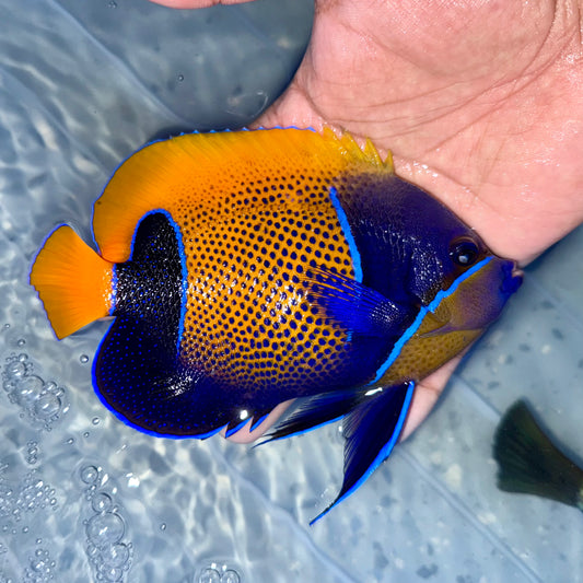 Majestic Angelfish 5” (Pomacanthus navarchus)