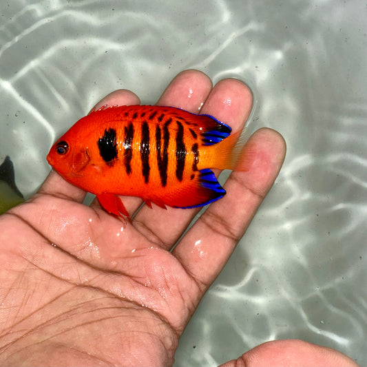 Flame Angel 3-3.5"  Christmas Island (Centropyge loricula)