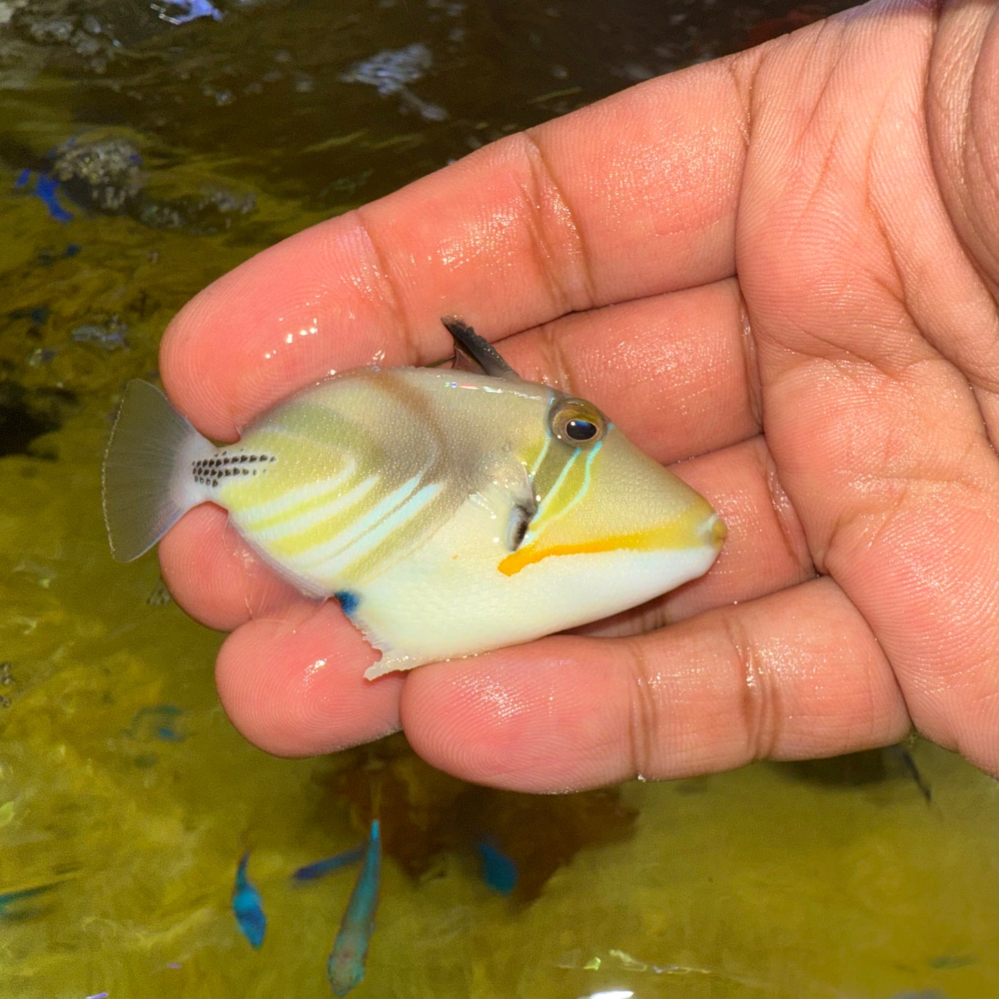 Picasso triggerfish 2” (Rhinecanthus aculeatus)