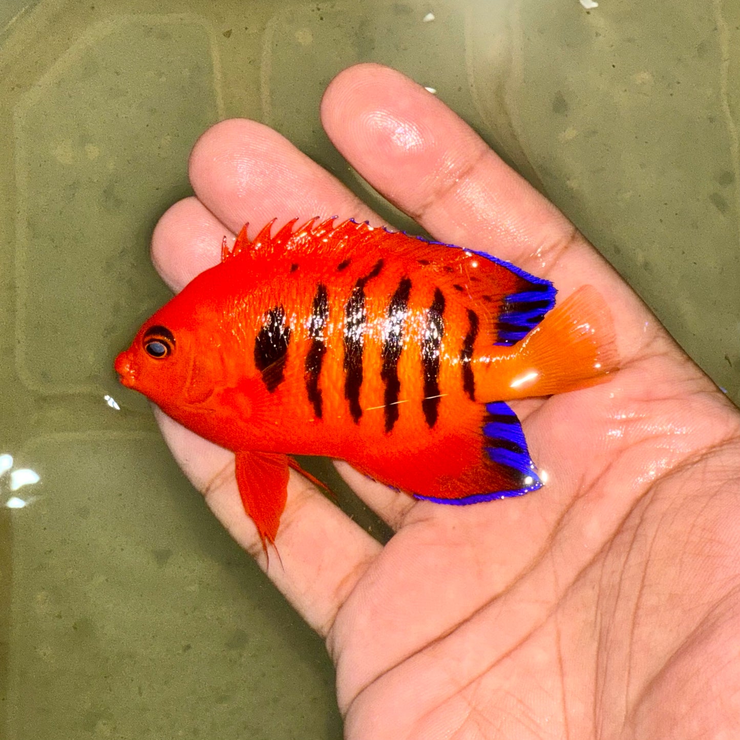 Flame Angel 3-3.5" Christmas Island (Centropyge loricula)